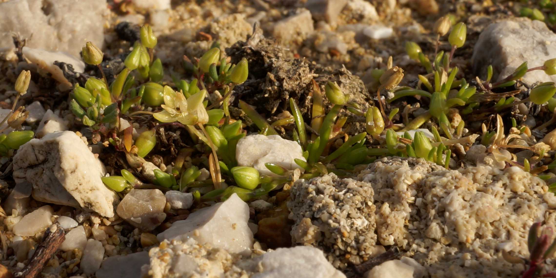 Sagina maritima (Caryophyllaceae)